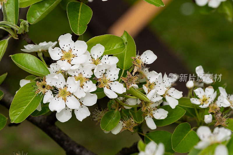 梨树(Pyrus communis)在花园里开花